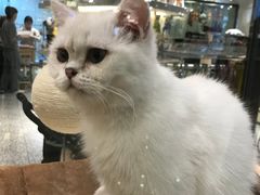 -momokira米努特·德文卷毛猫·棉花面纱犬