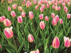 -长春公园(普阳街道)