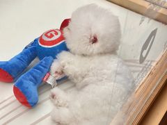 -帕帕拉兹宠物(亚洲旗舰店)