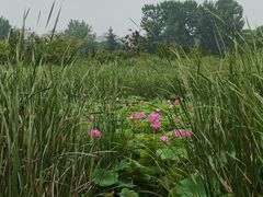 -贡湖湾湿地公园