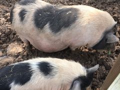 -上海多利农业发展有限公司