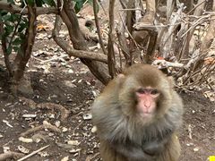 -白帝城·瞿塘峡景区