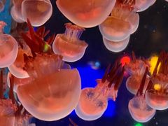 -太平洋海底世界