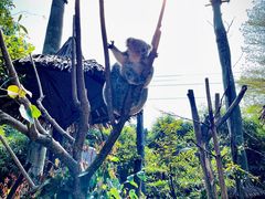 -广州长隆野生动物世界