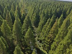 -黄海国家森林公园