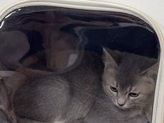 -瑞派宠物医院·24h·骨外科·皮肤科·全科宠物医疗转诊中心(沈阳浑南院)