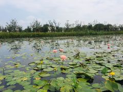 -陶辛水韵