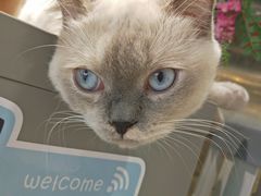 -藏猫猫咖啡主题馆(中央大道店)