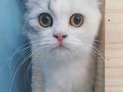 -喵的天空名猫咖啡馆·撸猫·猫舍·用品