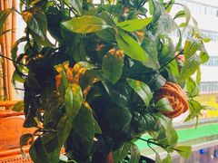 树上核桃包-云来居素食馆(东门店)