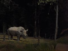 -清迈夜间动物园