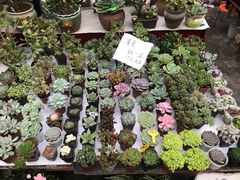 -秦美花卉(天朗·莱茵小城2期店)