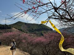 -新建村梅花