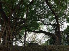 -九龙公园