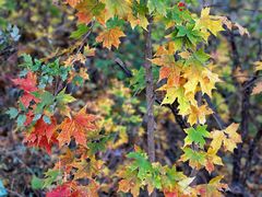 -北京西山国家森林公园