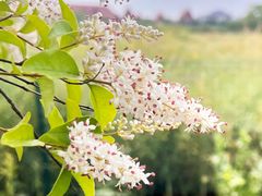 -广富林郊野公园