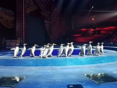 -珠海横琴长隆《卡卡虎奇遇记》