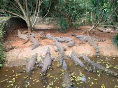 -海南热带野生动植物园