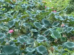 -亭林园-华藏寺