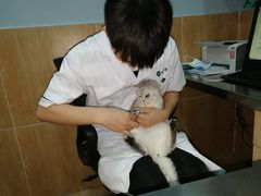 -瑞派名望24h动物医院异宠专科·猫专科·骨科·重症监护分院