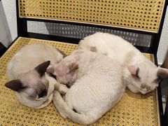 -琪喵猫屋·撸猫猫咖·猫舍