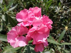 -金鸡湖高尔夫会员专属俱乐部