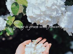 -上海滨江森林公园