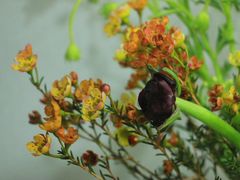 -循礼门鲜花花市(武汉循礼门店)