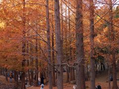 -白水寺森林公园