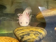-上海大自然野生昆虫馆(东方明珠·爬宠昆虫探索中心)
