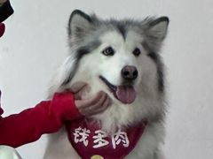 -Husky Go! 哈士奇体验馆·宠物咖啡厅狗咖