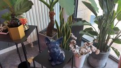 -Priscilla皮肤管理中心