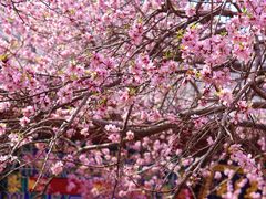 -桃花堤公园