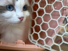 -瑞鹏宠物医院·骨科·猫科·内科(第一中心)