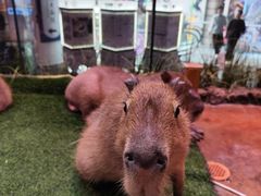 -正佳雨林生态植物园