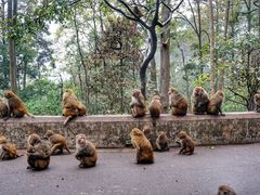 -黔灵山公园