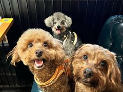 -雾都渣渣火锅(南城智汇城店)