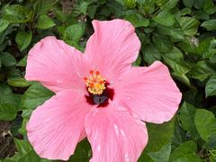 -金牌罗记肠旺面(蔡家街店)