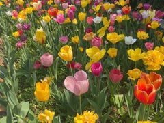 -洛阳郁金香牡丹园