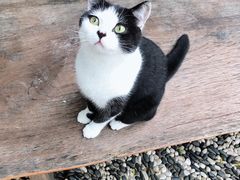 -喵屿·大理花园猫咖