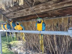 -西霞口神雕山野生动物世界