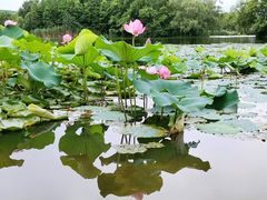 -新江湾城公园