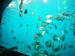 -瑞德姆美人鱼海底演艺主题餐厅(亚龙湾店)