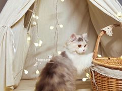 -超宠爱宠物摄影-Super pet