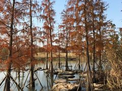 -上海长兴岛郊野公园