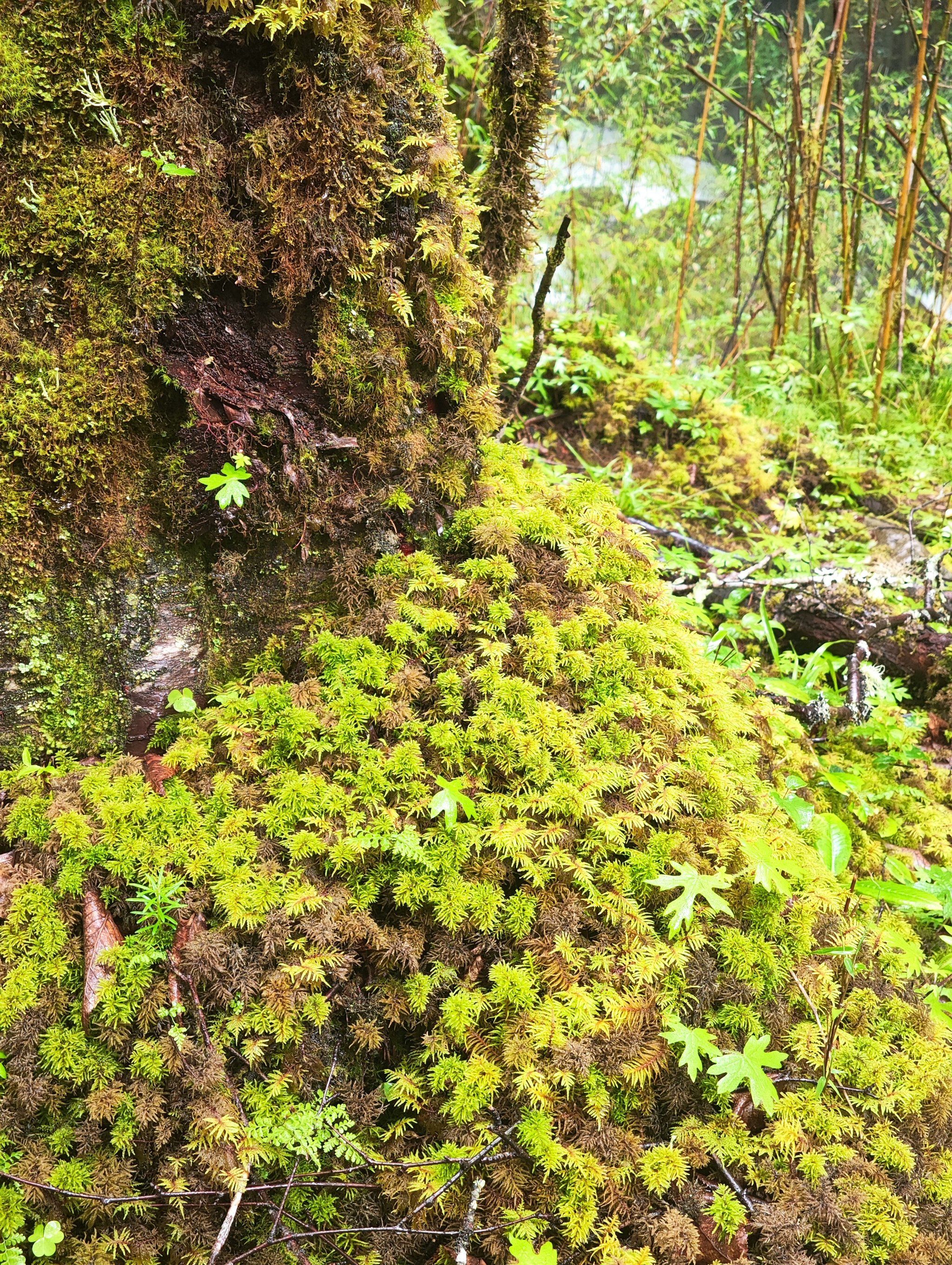 重新开放的邓生沟 原始森林美景这么美