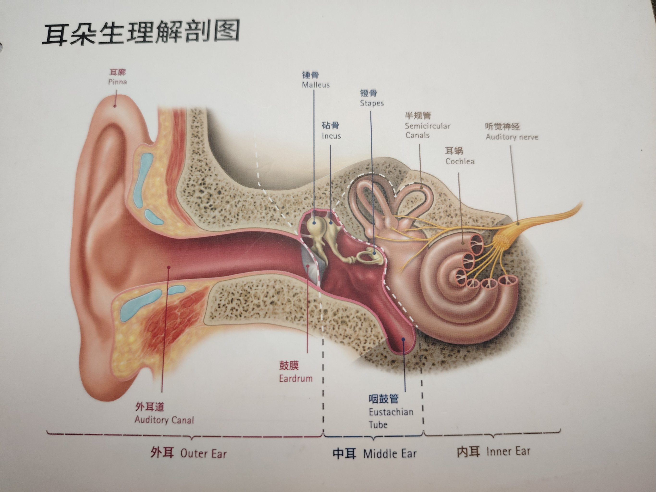 外耳道口的准确位置图片