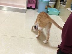 -瑞鹏宠物医院·骨科·猫科·内科(第一中心)