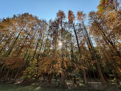 -上海海湾国家森林公园