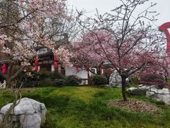 -东湖磨山景区樱花园-停车场